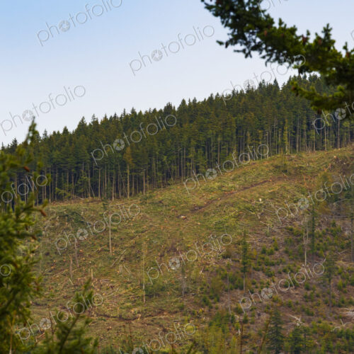 Logged hillside of spruce, hemlock and fir trees, Olympic Peninsula, Port Angeles