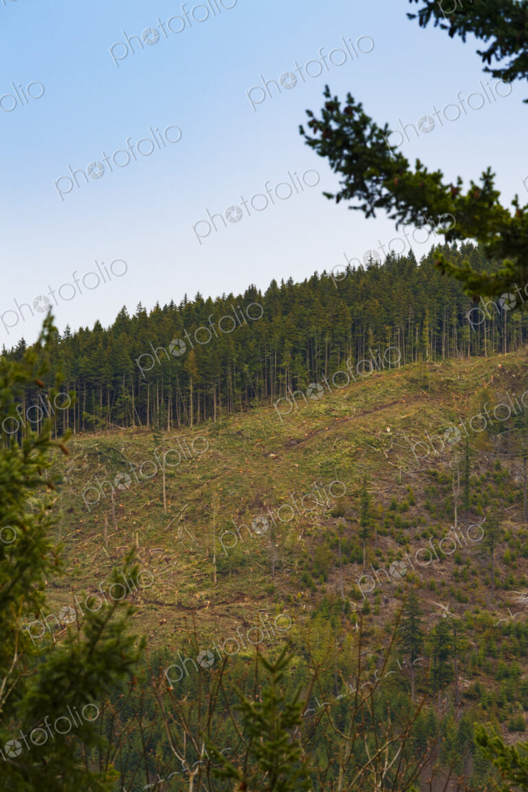 Logged hillside of spruce, hemlock and fir trees, Olympic Peninsula, Port Angeles