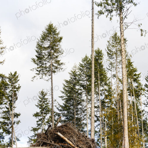 Logged hillside of spruce, hemlock and fir trees, Olympic Peninsula, Port Angeles, WA, USA