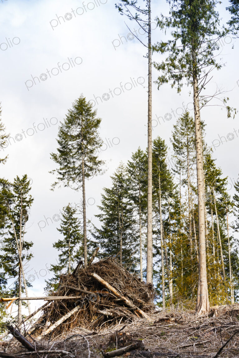 Logged hillside of spruce, hemlock and fir trees, Olympic Peninsula, Port Angeles, WA, USA
