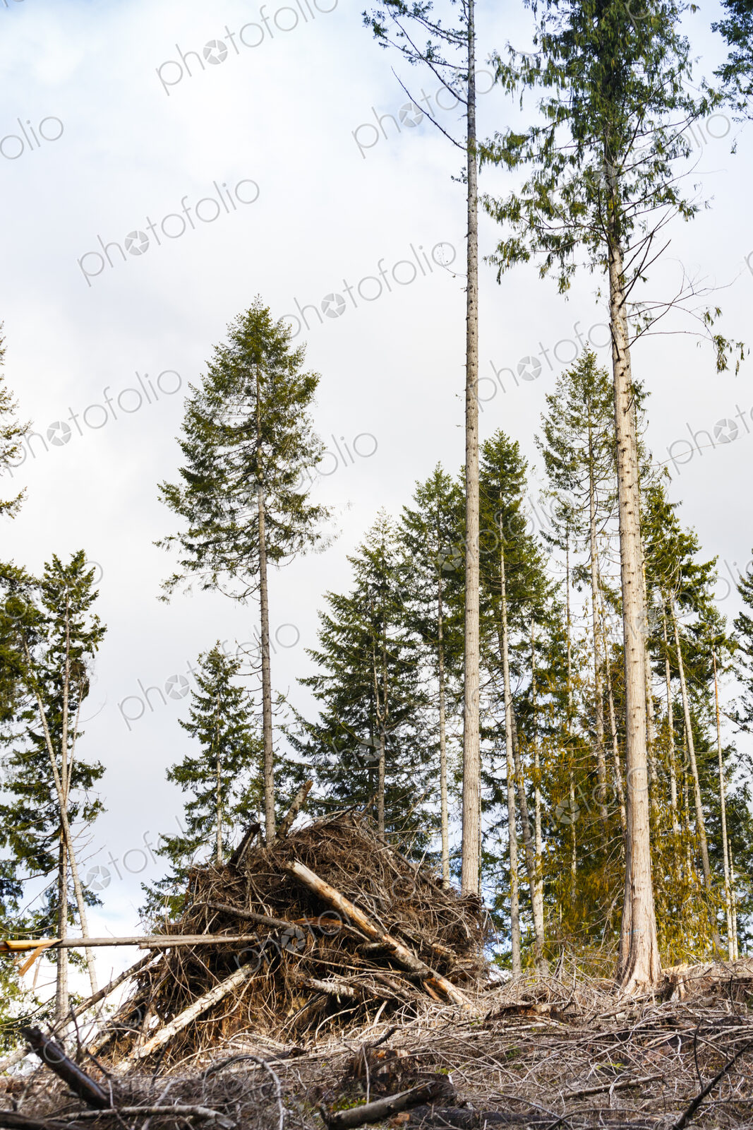 Logged hillside of spruce, hemlock and fir trees, Olympic Peninsula, Port Angeles, WA, USA