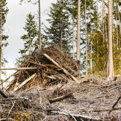 Logged hillside of spruce, hemlock and fir trees, Olympic Peninsula, Port Angeles, WA, USA