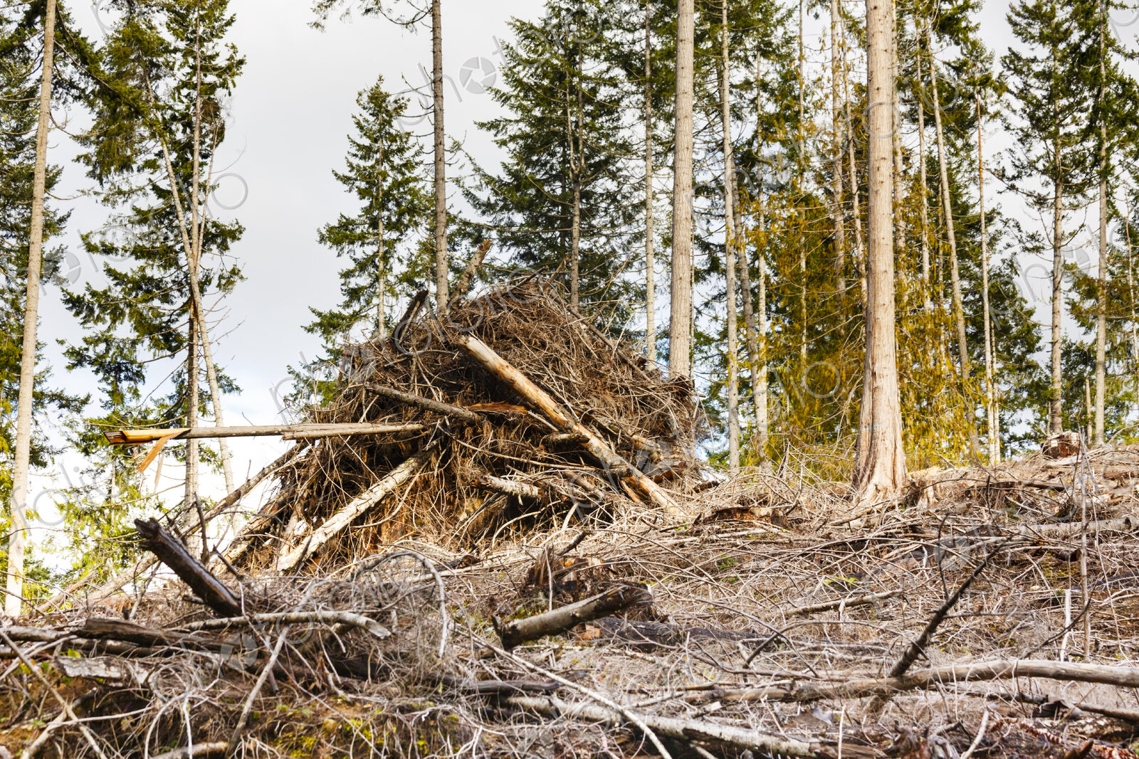 Logged hillside of spruce, hemlock and fir trees, Olympic Peninsula, Port Angeles, WA, USA