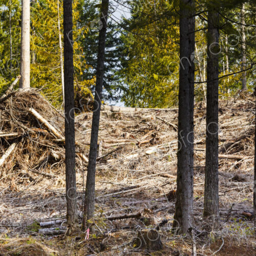 Logged hillside of spruce, hemlock and fir trees, Olympic Peninsula, Port Angeles, WA USA