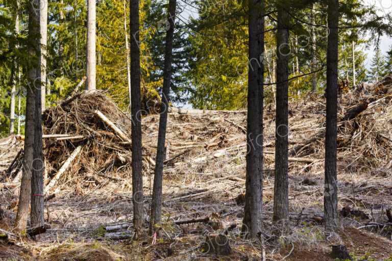 Logged hillside of spruce, hemlock and fir trees, Olympic Peninsula, Port Angeles, WA USA
