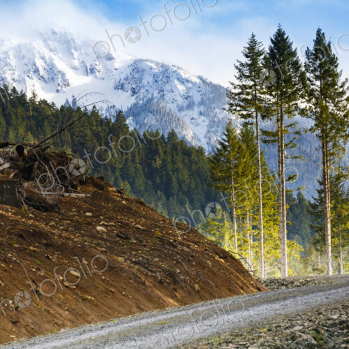 Logged hillside of spruce, hemlock and fir trees, Olympic Peninsula, Port Angeles, WA USA