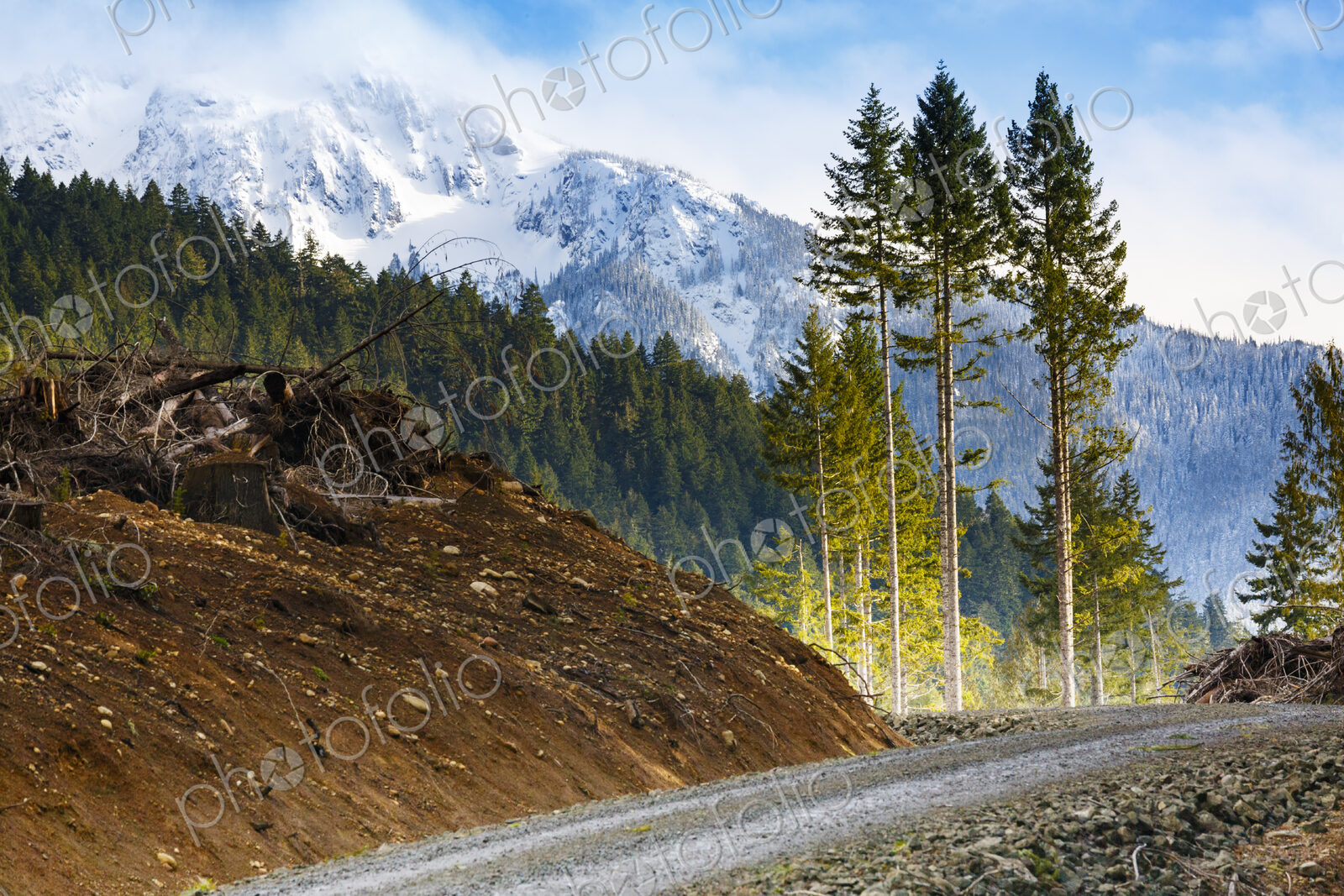 Logged hillside of spruce, hemlock and fir trees, Olympic Peninsula, Port Angeles, WA USA