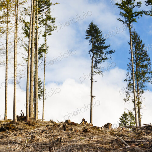 Logged hillside of spruce, hemlock and fir trees, Olympic Peninsula, Port Angeles, WA USA