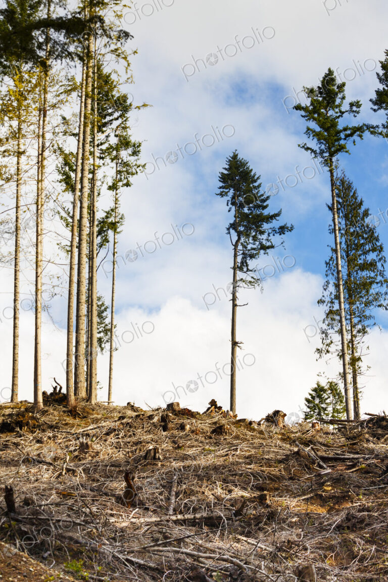 Logged hillside of spruce, hemlock and fir trees, Olympic Peninsula, Port Angeles, WA USA