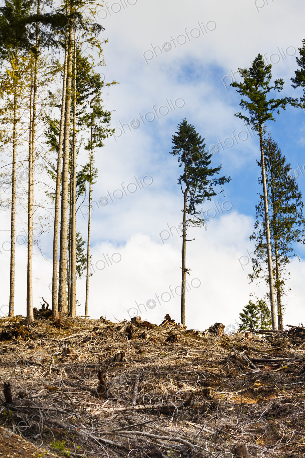 Logged hillside of spruce, hemlock and fir trees, Olympic Peninsula, Port Angeles, WA USA