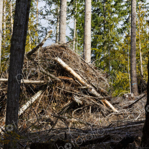 Logged hillside of spruce, hemlock and fir trees, Olympic Peninsula, Port Angeles, WA USA