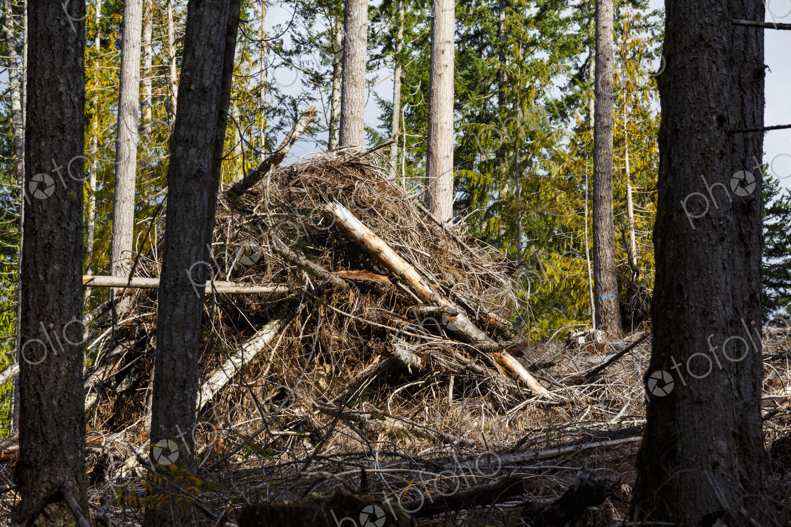 Logged hillside of spruce, hemlock and fir trees, Olympic Peninsula, Port Angeles, WA USA