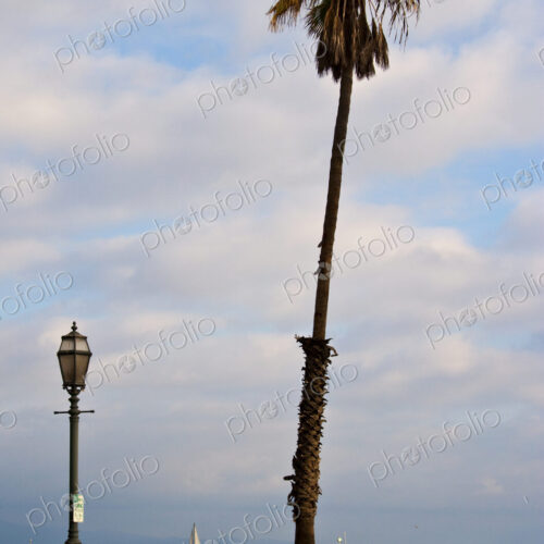 Lone Palm Tree on Beach Lone Palm Tree on Beach