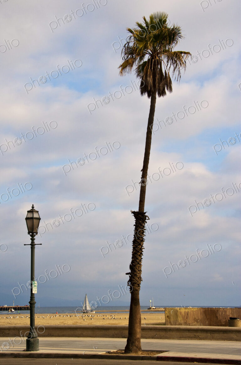 Lone Palm Tree on Beach