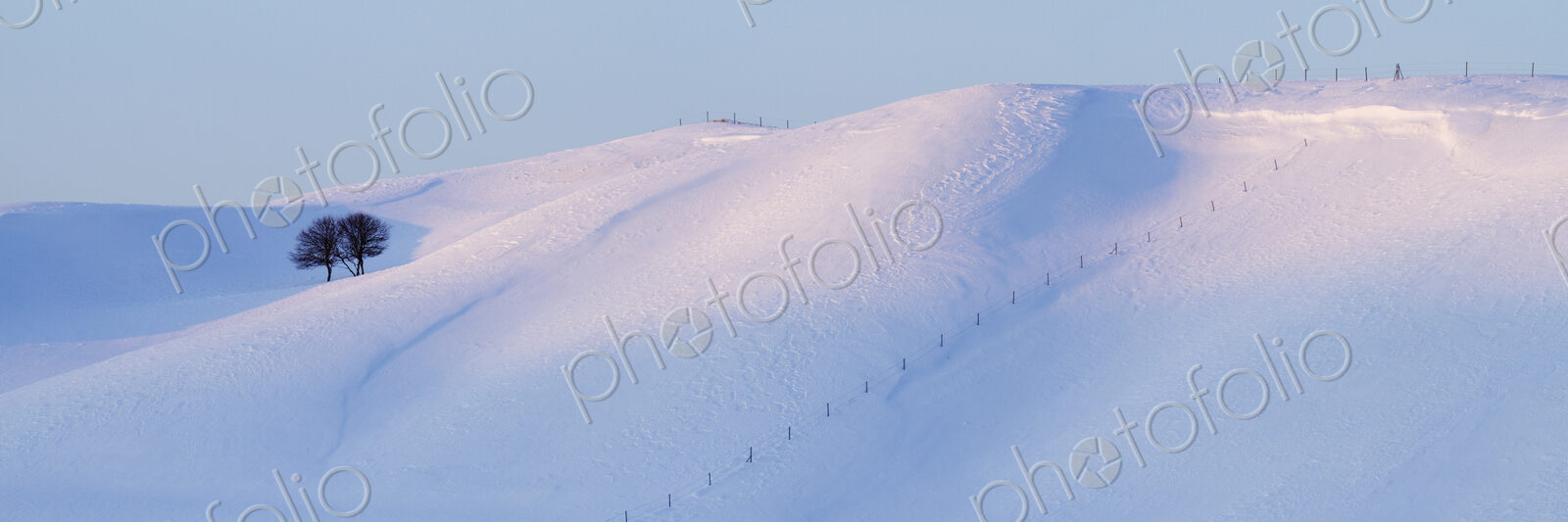 Lone Trees on a Snowy Landscape