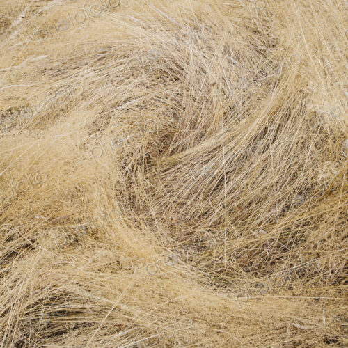 Long grasses in a meadow in Discovery Park, Seattle, Washington. Long grasses in a meadow in Discovery Park, Seattle, Washington.