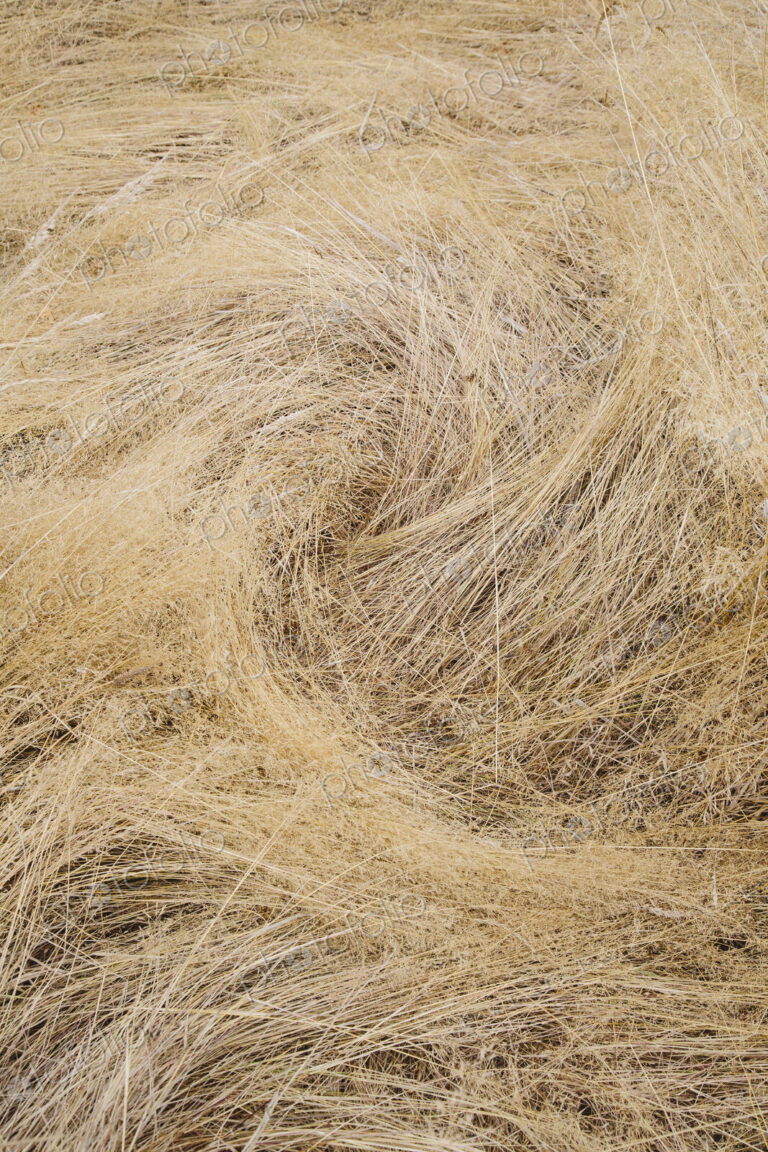 Long grasses in a meadow in Discovery Park, Seattle, Washington.