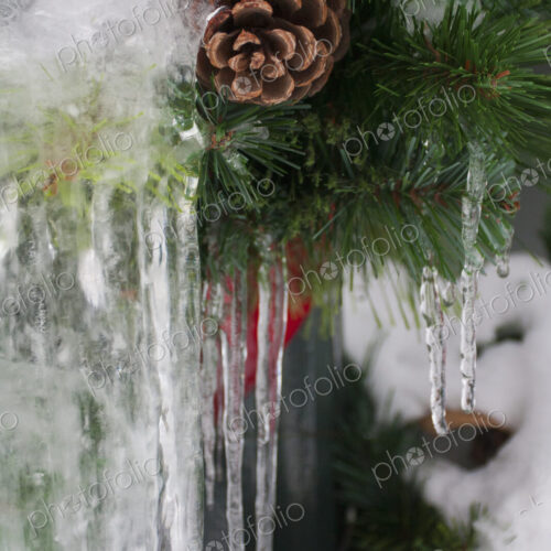 Long icicles suspended from a pine tree in winter. Long icicles suspended from a pine tree in winter.