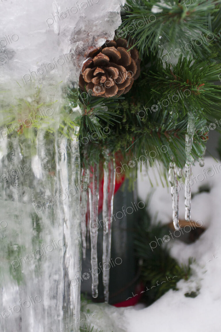 Long icicles suspended from a pine tree in winter.
