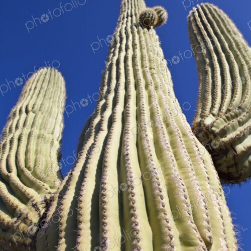 Looking up at a Saguaro cactus and blue sky, Phoenix, Arizona, USA Looking up at a Saguaro cactus and blue sky, Phoenix, Arizona, USA