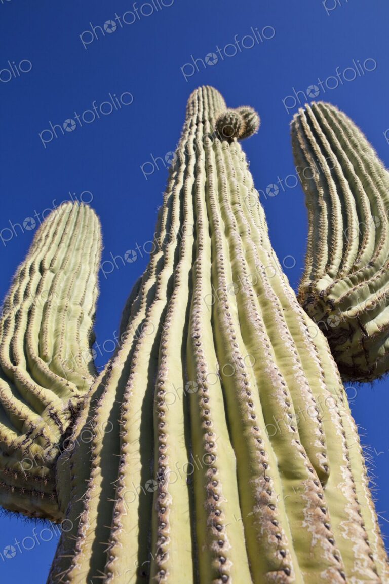 Looking up at a Saguaro cactus and blue sky, Phoenix, Arizona, USA