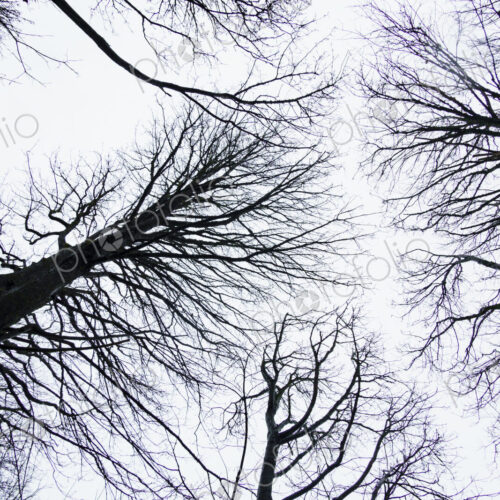 Looking up at leafless trees, Seattle