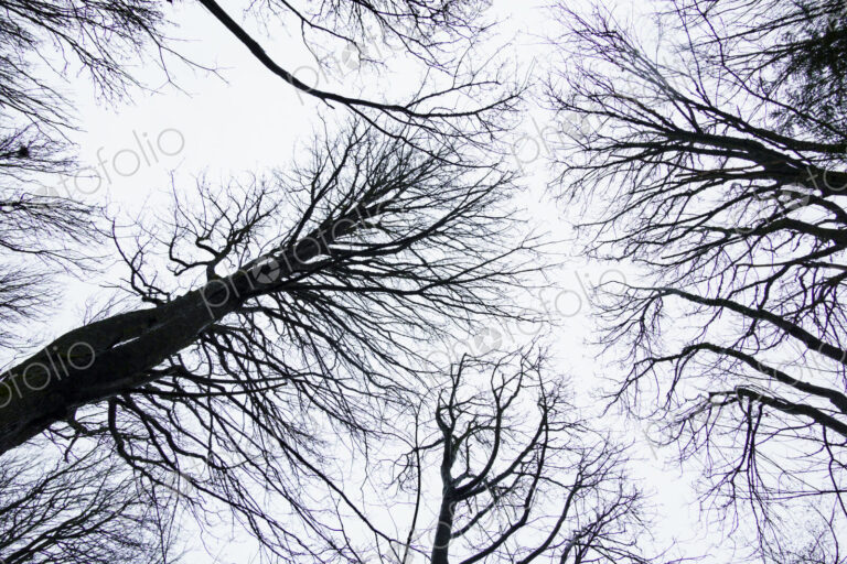 Looking up at leafless trees, Seattle