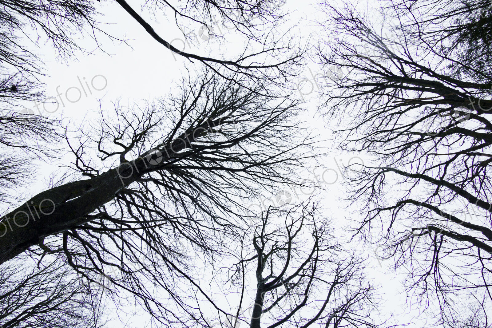 Looking up at leafless trees, Seattle