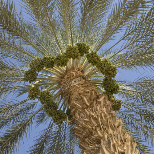 Low Angle View of a Palm Tree Low Angle View of a Palm Tree