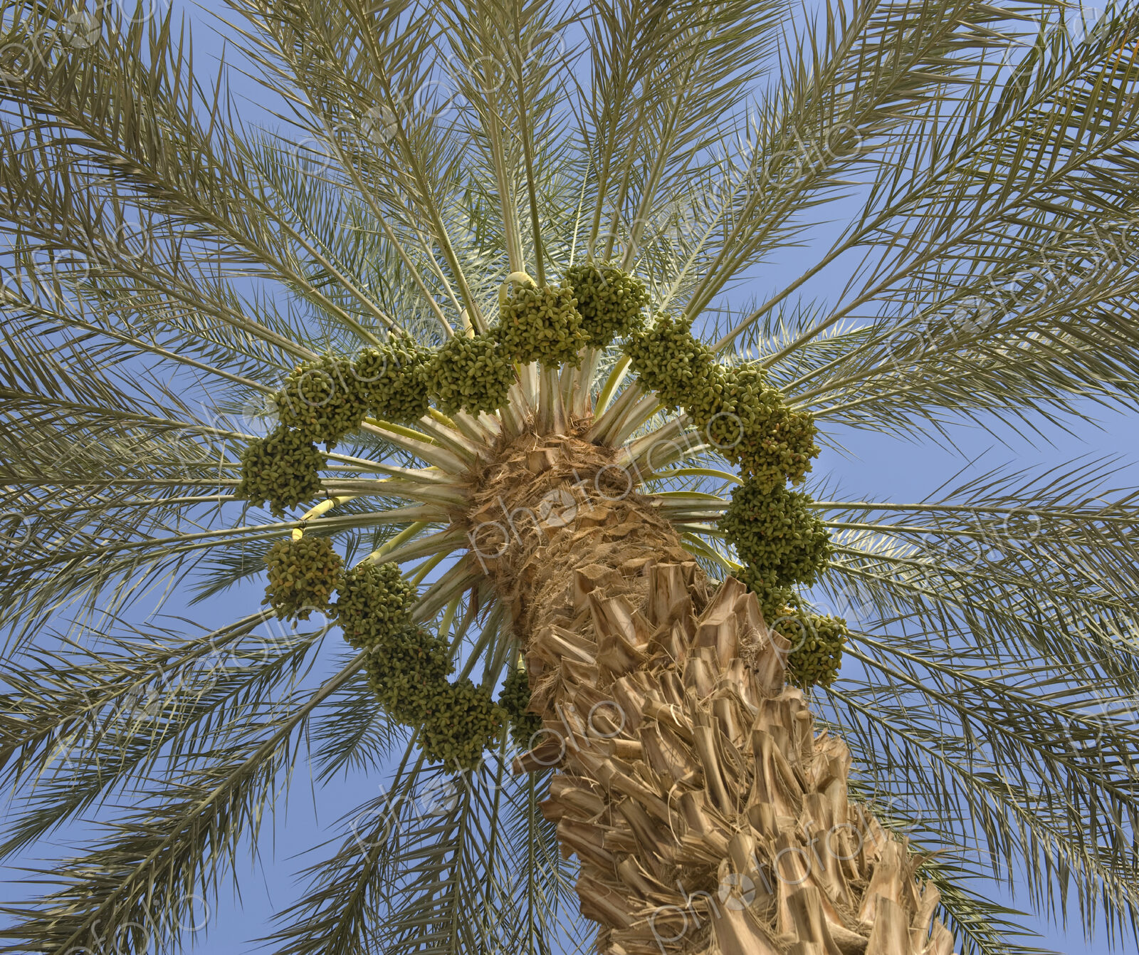 Low Angle View of a Palm Tree