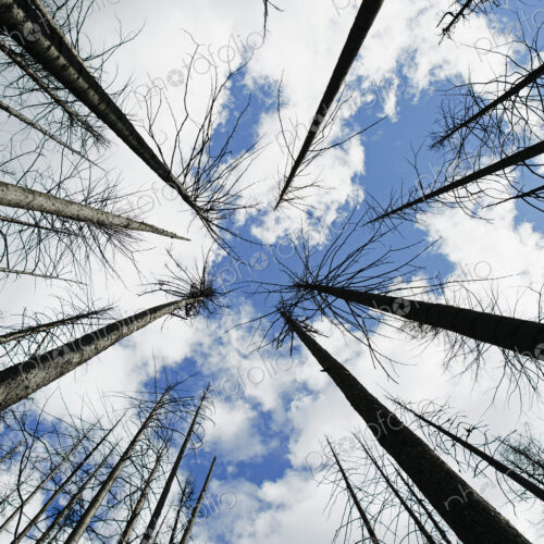 Low angel view of fire damaged forest, trees and sky (from the 2012 Table Mountain…