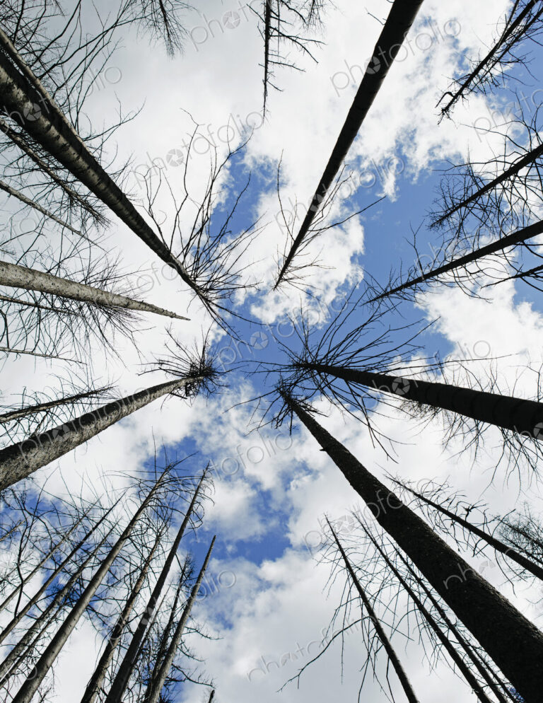 Low angel view of fire damaged forest, trees and sky (from the 2012 Table Mountain…