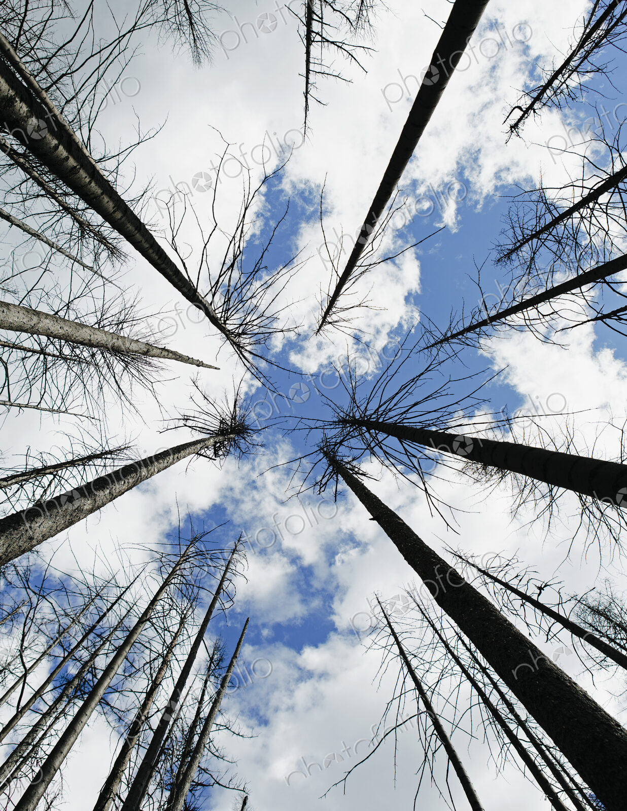 Low angel view of fire damaged forest, trees and sky (from the 2012 Table Mountain…