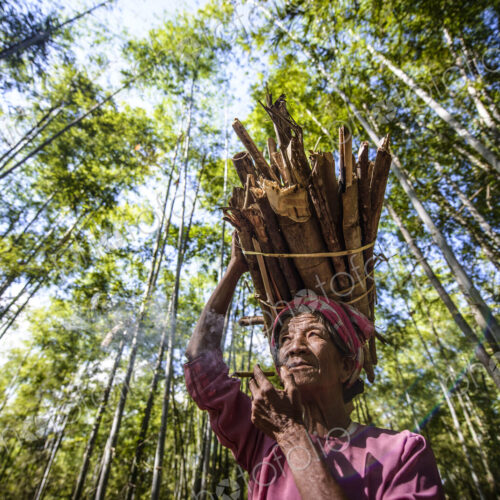 Low angle view of Asian man carrying stick bundle on her head Low angle view of Asian man carrying stick bundle on her head
