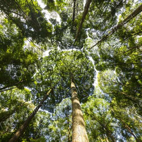 Low angle view of Dipterocarp tree canopy. Low angle view of Dipterocarp tree canopy.