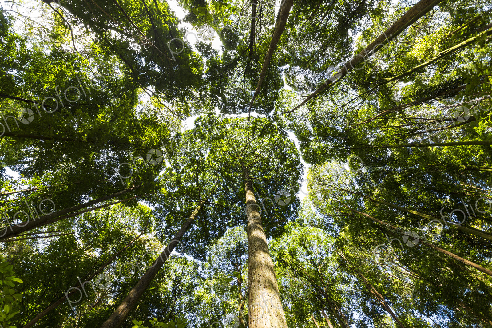 Low angle view of Dipterocarp tree canopy.