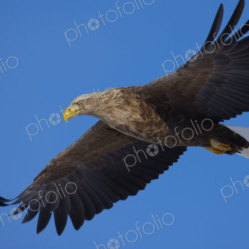 Low angle view of White-Tailed Eagle, Haliaeetus albicilla, in flight. Low angle view of White-Tailed Eagle, Haliaeetus albicilla, in flight.