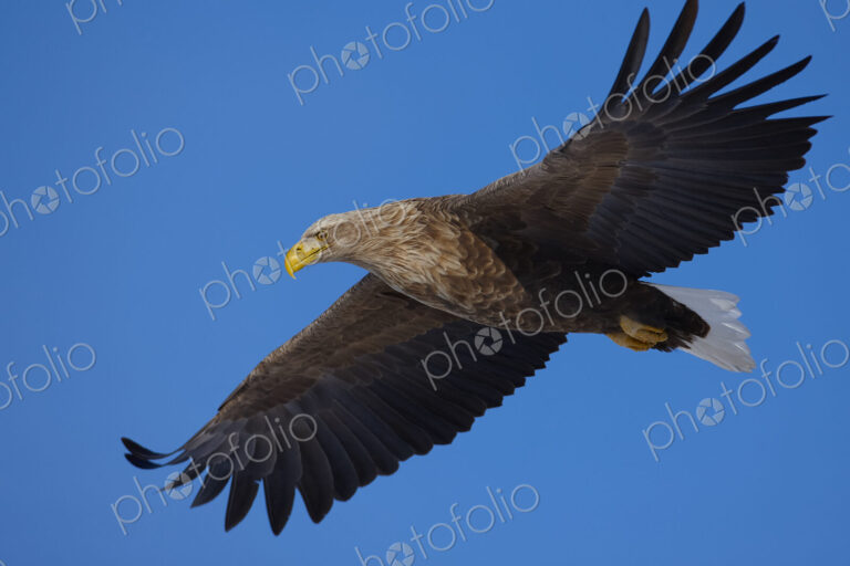 Low angle view of White-Tailed Eagle, Haliaeetus albicilla, in flight.