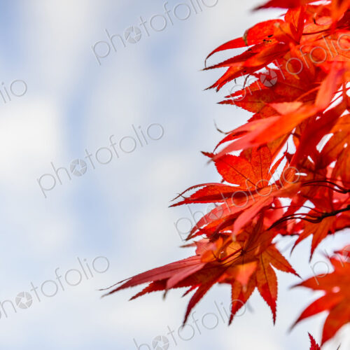 Low angle view of autumn leaves under bleu sky Low angle view of autumn leaves under bleu sky