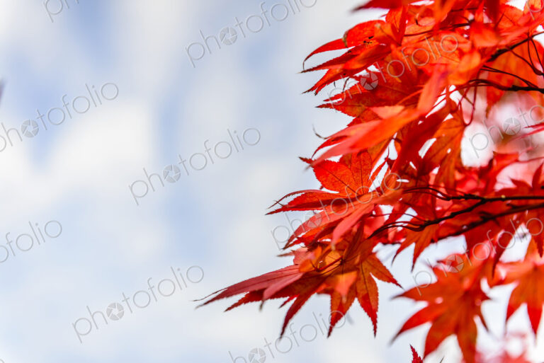 Low angle view of autumn leaves under bleu sky