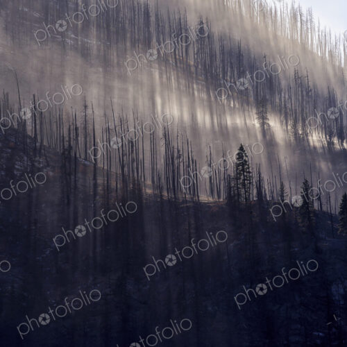 Low angle view of burned trees on rural mountainside Low angle view of burned trees on rural mountainside