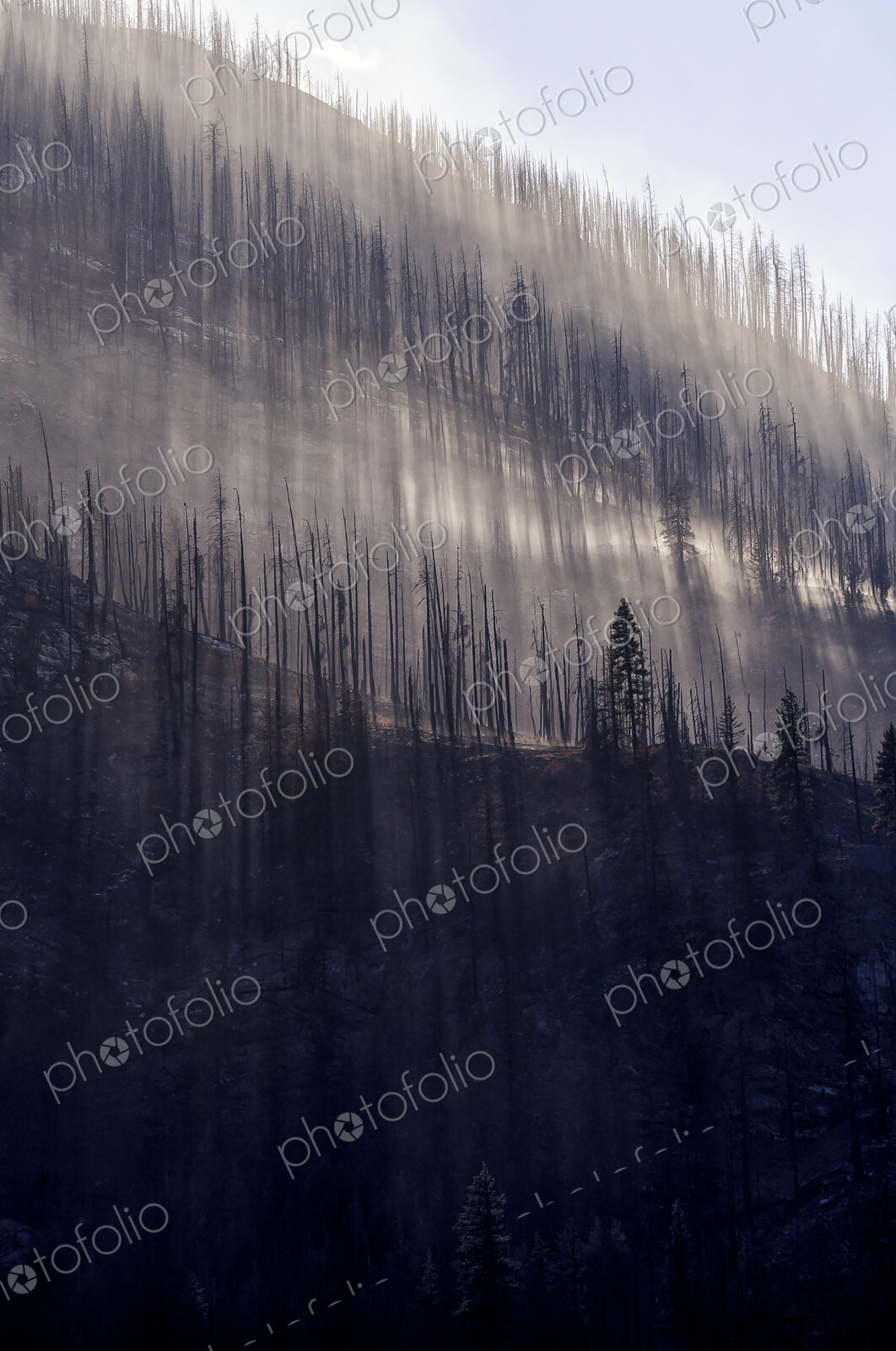 Low angle view of burned trees on rural mountainside