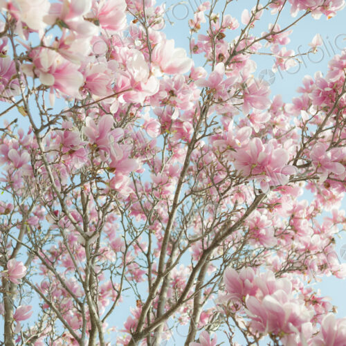 Low angle view of flowering tree branches Low angle view of flowering tree branches