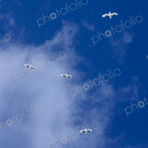 Low angle view of four red-crowned cranes, Grus japonensi, Japanese crane, in flight. Low angle view of four red-crowned cranes, Grus japonensi, Japanese crane, in flight.