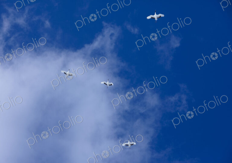 Low angle view of four red-crowned cranes, Grus japonensi, Japanese crane, in flight.