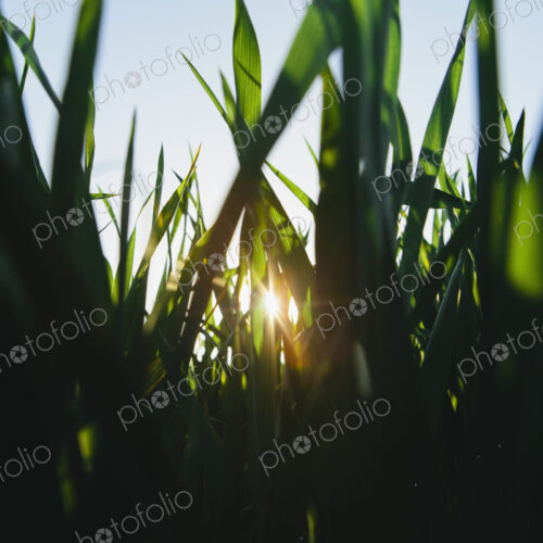 Low angle view of green, lush field of wheat, and the setting sun behind the stalks…