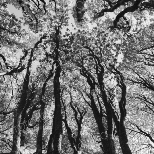 Low angle view of grove of coast live oaks, bishop pines and madrone trees Low angle view of grove of coast live oaks, bishop pines and madrone trees