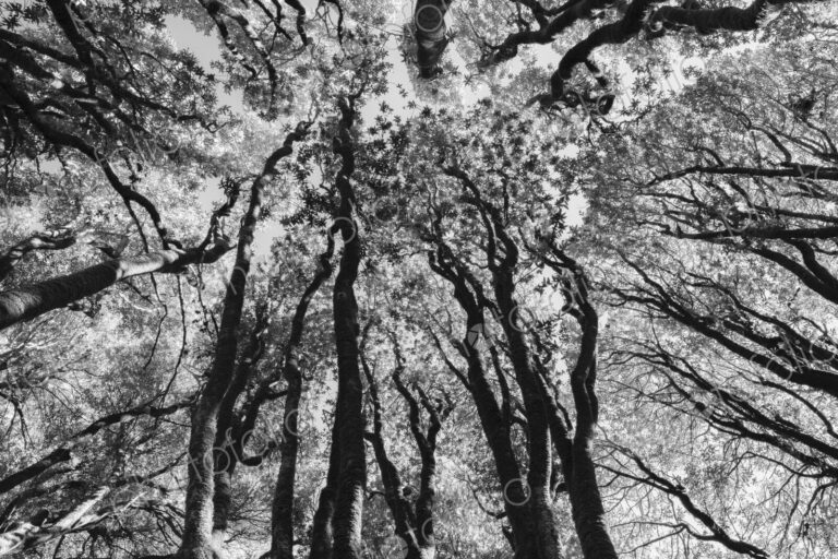 Low angle view of grove of coast live oaks, bishop pines and madrone trees
