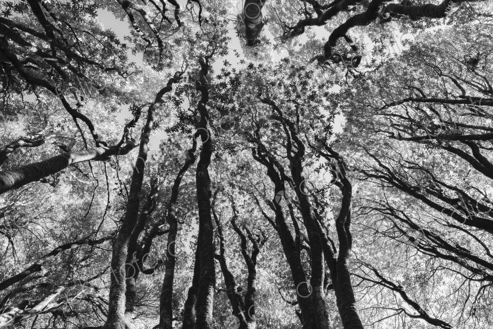 Low angle view of grove of coast live oaks, bishop pines and madrone trees