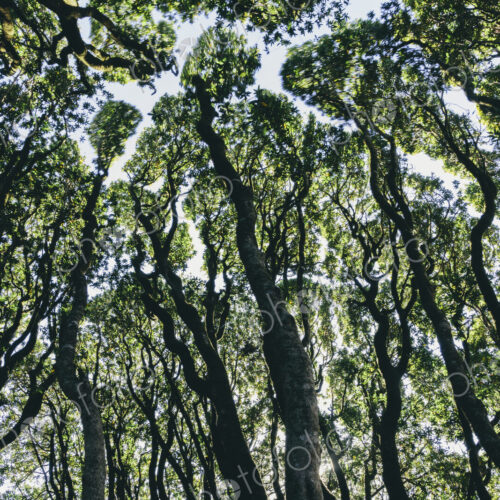 Low angle view of grove of coast live oaks, bishop pines and madrone trees Low angle view of grove of coast live oaks, bishop pines and madrone trees